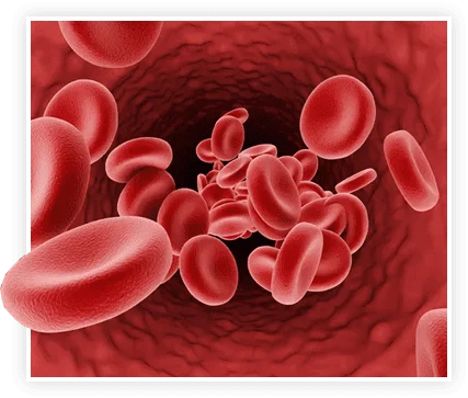 rbc image